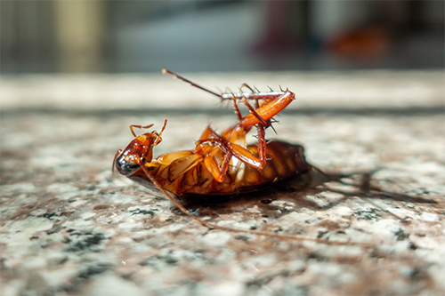 dead-cockroach