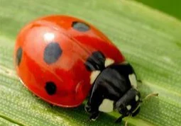 ladybug